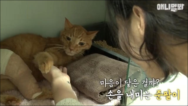 고양이 확대범 배다해 | 인스티즈