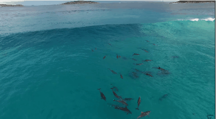 고래와 서핑 | 인스티즈