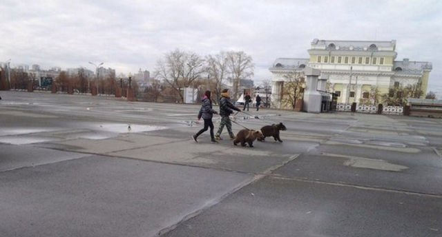 러시아 애완동물 수준 | 인스티즈