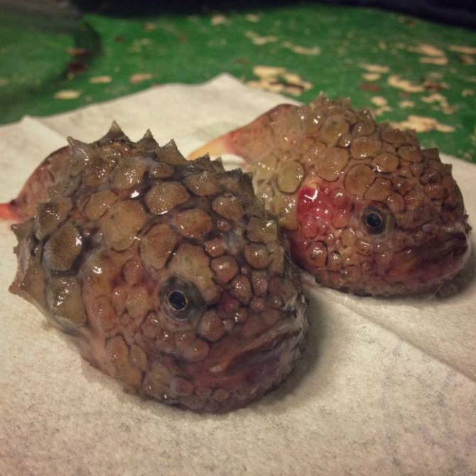 러시아 어부가 잡은 심해 생물들 | 인스티즈