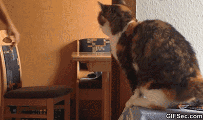 냥이파이브.gif | 인스티즈