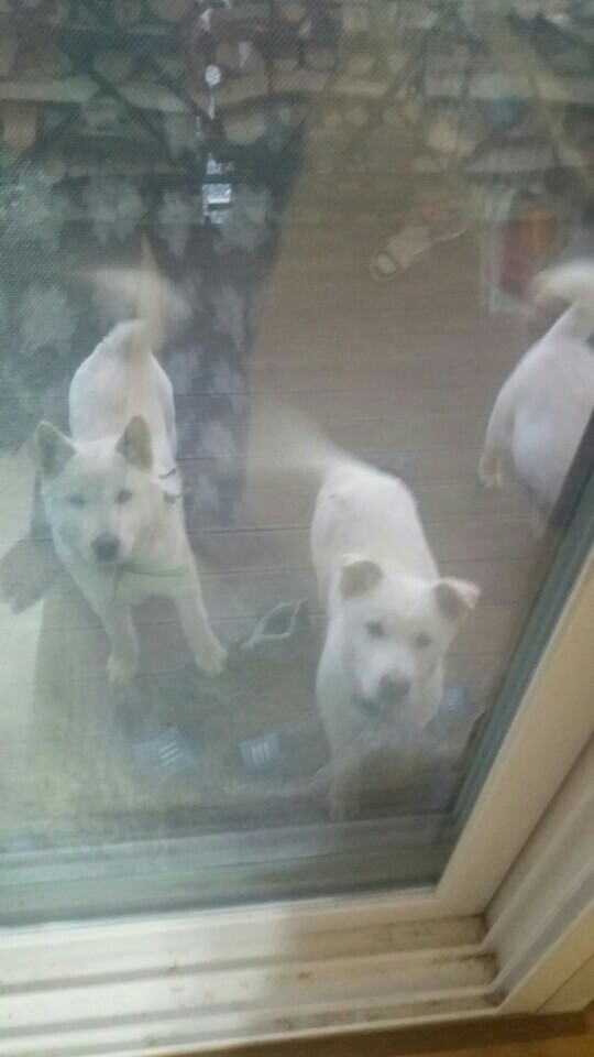 매실이 견주입니다. 정말 마지막 글이 될 것 같습니다. 마지막 관심 부탁드립니다 | 인스티즈