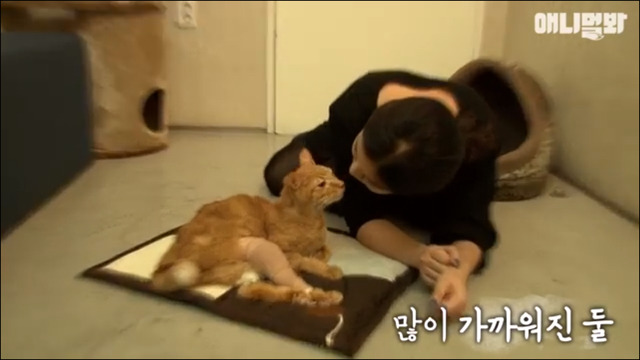 고양이 확대범 배다해 | 인스티즈