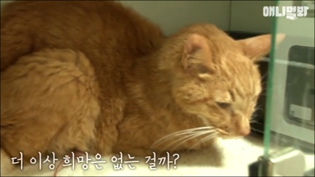 고양이 확대범 배다해 | 인스티즈