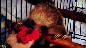 나무늘보의 귀여움에 대한 고찰.jpg | 인스티즈