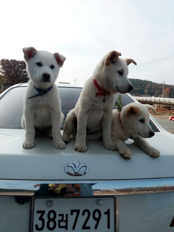매실이 견주입니다. 정말 마지막 글이 될 것 같습니다. 마지막 관심 부탁드립니다 | 인스티즈