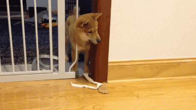 문에 끼인 댕댕이와 그걸 본 냥냥이.gif | 인스티즈