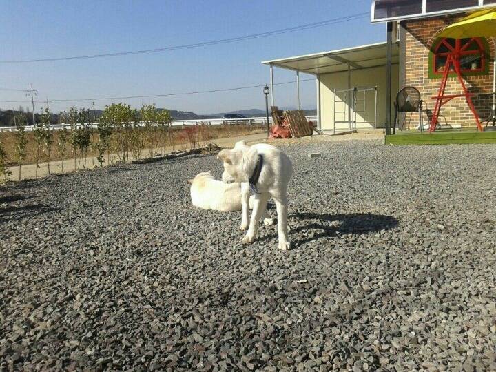 매실이 견주입니다. 정말 마지막 글이 될 것 같습니다. 마지막 관심 부탁드립니다 | 인스티즈
