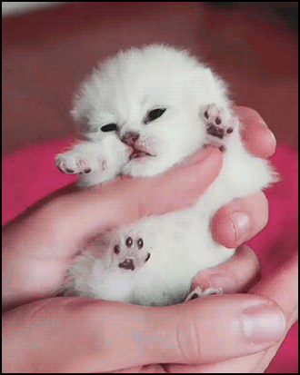 클릭하면 죽을지도 모름...gif | 인스티즈