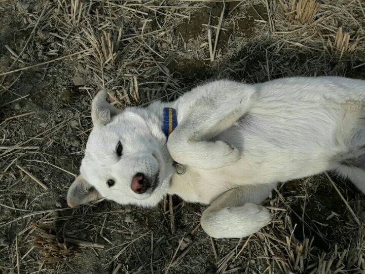 매실이 견주입니다. 정말 마지막 글이 될 것 같습니다. 마지막 관심 부탁드립니다 | 인스티즈