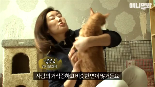 고양이 확대범 배다해 | 인스티즈