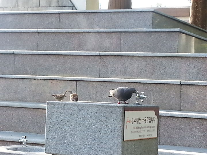 야외 음수대의 물을 못 마시는 이유.jpg | 인스티즈