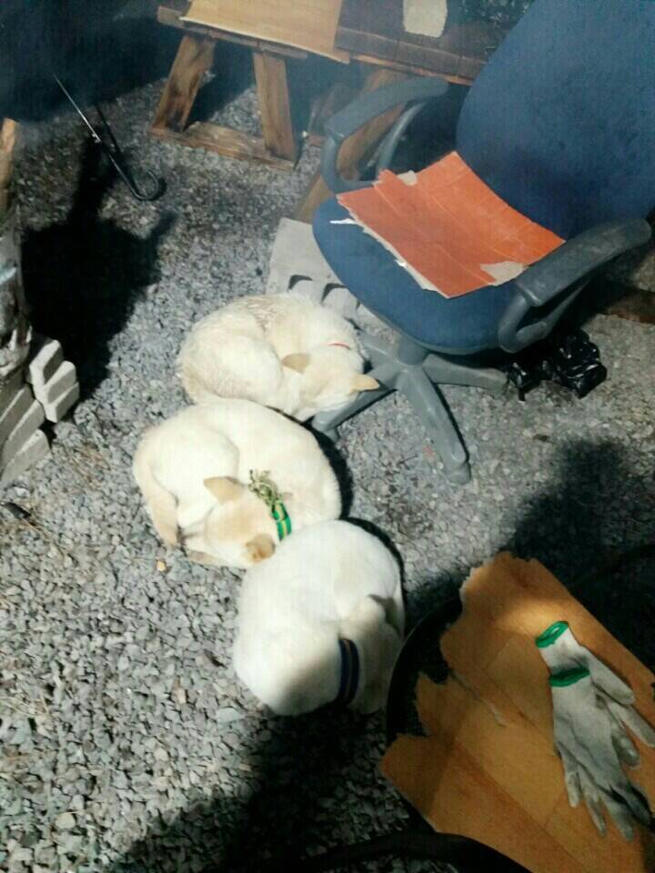 매실이 견주입니다. 정말 마지막 글이 될 것 같습니다. 마지막 관심 부탁드립니다 | 인스티즈