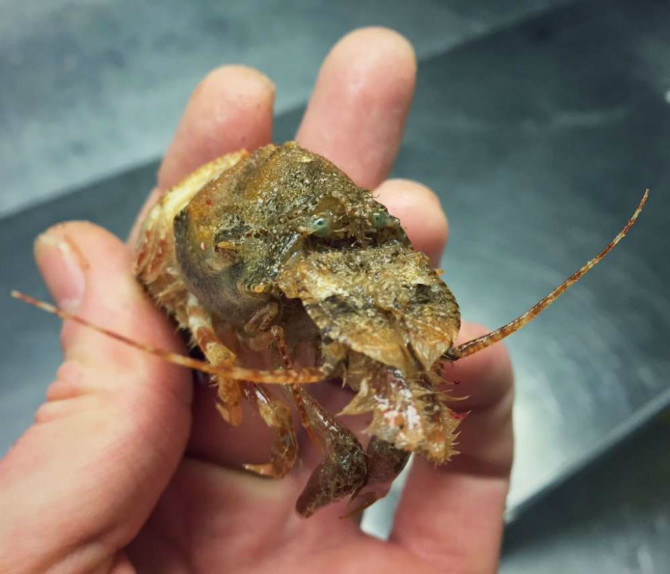 러시아 어부가 잡은 심해 생물들 | 인스티즈