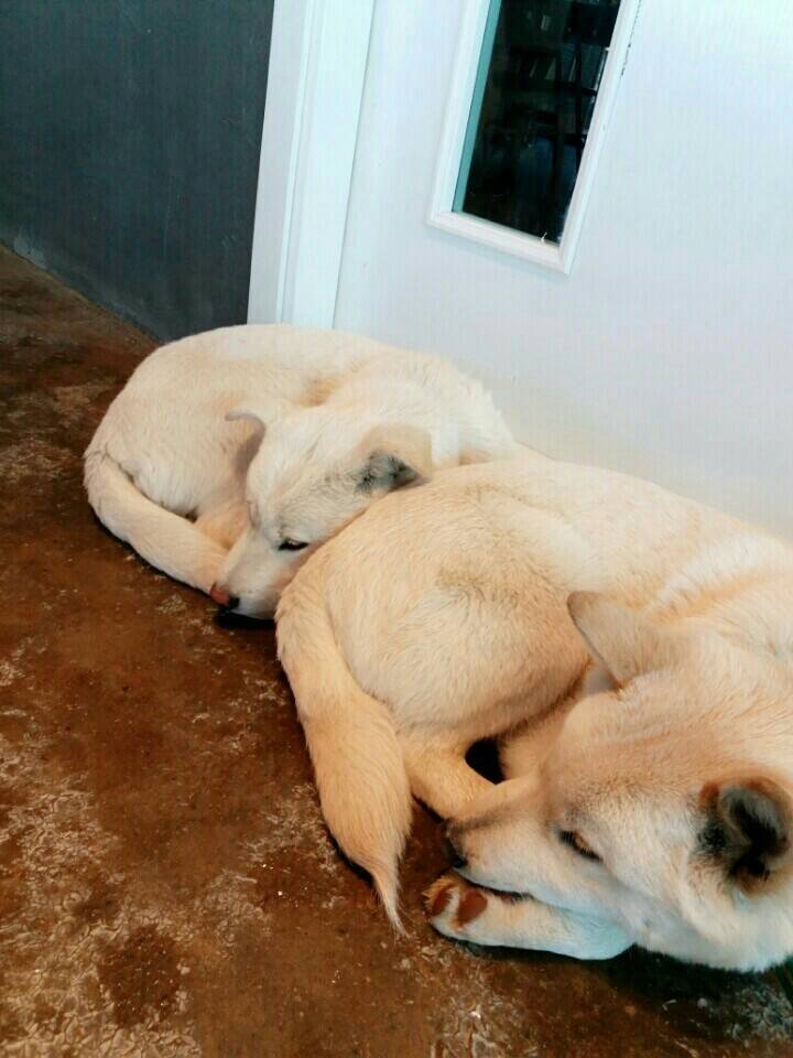 매실이 견주입니다. 정말 마지막 글이 될 것 같습니다. 마지막 관심 부탁드립니다 | 인스티즈