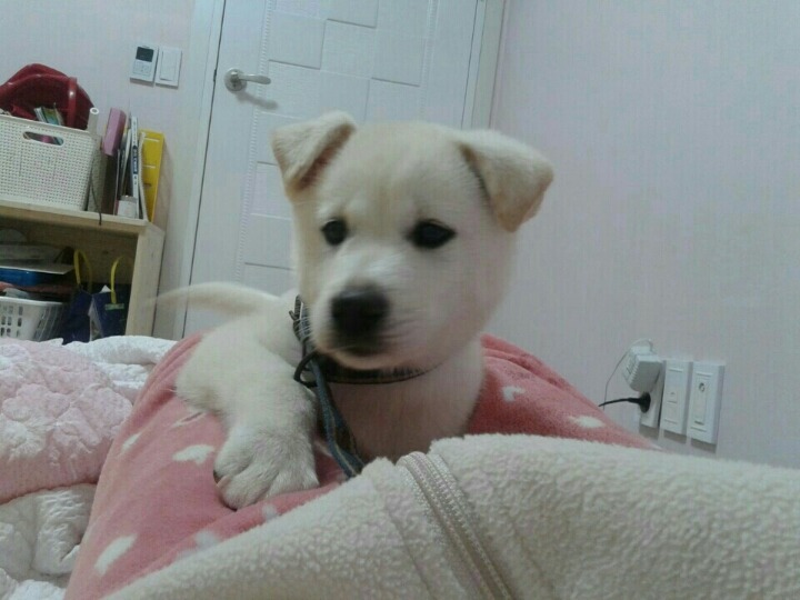 매실이 견주입니다. 정말 마지막 글이 될 것 같습니다. 마지막 관심 부탁드립니다 | 인스티즈