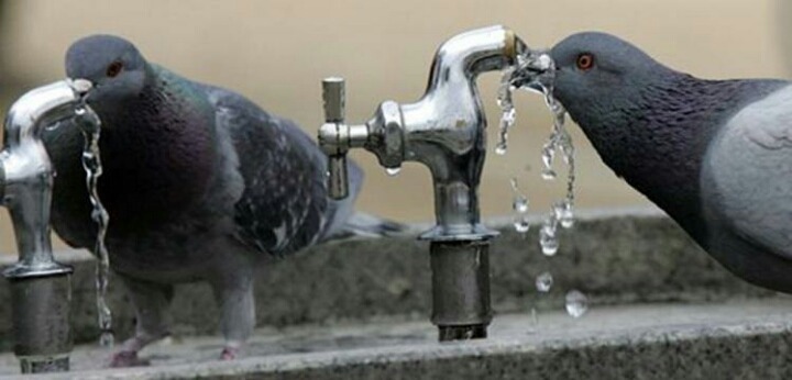 야외 음수대의 물을 못 마시는 이유.jpg | 인스티즈