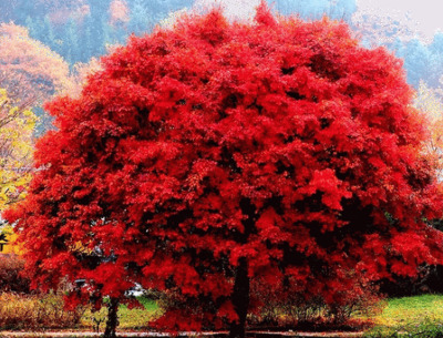 메이플스토리 맵과 비슷한 실제 장소 모음ㅎㅎ1탄 | 인스티즈