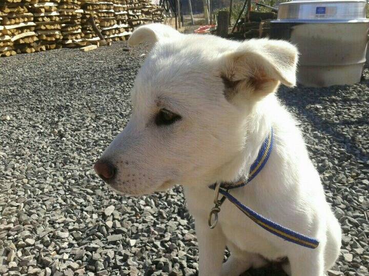 매실이 견주입니다. 정말 마지막 글이 될 것 같습니다. 마지막 관심 부탁드립니다 | 인스티즈