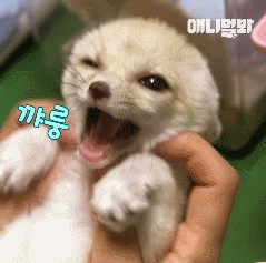 심쿵하게 하는 사막여우 레전드.gif | 인스티즈