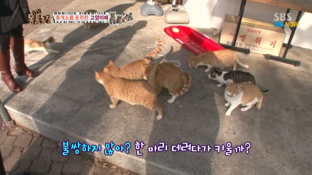 확실한 김첨지의 나라 대한민국.jpg(feat.키우던 반려묘 버리지마세요ㅜㅜㅜ) | 인스티즈