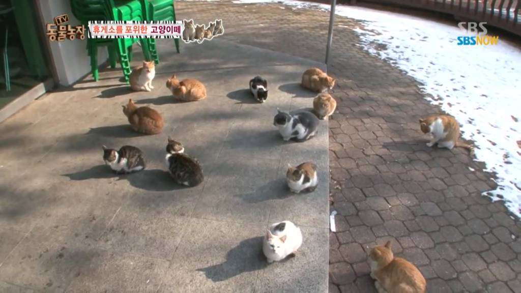 확실한 김첨지의 나라 대한민국.jpg(feat.키우던 반려묘 버리지마세요ㅜㅜㅜ) | 인스티즈