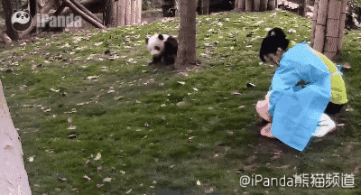 이글을 보는순간 짱덕사로 사망하게됩니다(feat.팬더의 미칠듯한 귀여움) | 인스티즈