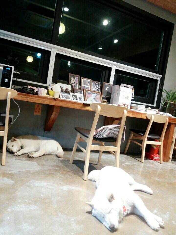 매실이 견주입니다. 정말 마지막 글이 될 것 같습니다. 마지막 관심 부탁드립니다 | 인스티즈