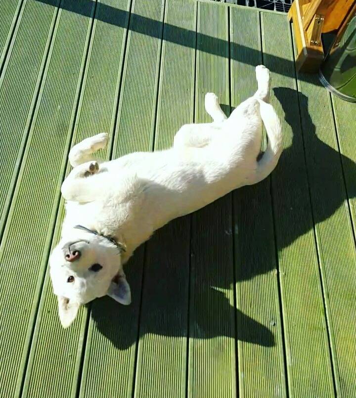 매실이 견주입니다. 정말 마지막 글이 될 것 같습니다. 마지막 관심 부탁드립니다 | 인스티즈