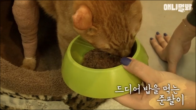 고양이 확대범 배다해 | 인스티즈