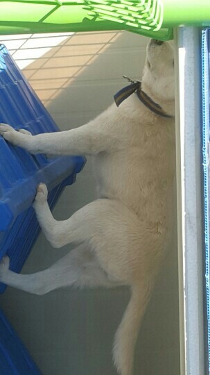 매실이 견주입니다. 정말 마지막 글이 될 것 같습니다. 마지막 관심 부탁드립니다 | 인스티즈