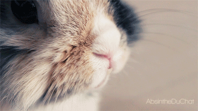 토끼 코! 하면 이거!! | 인스티즈