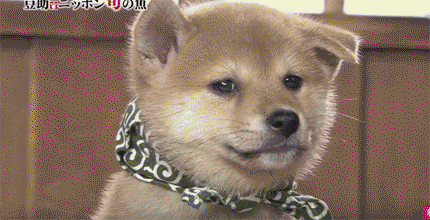 일본 교양 프로그램 마스코트인 애기 시바견ㅠㅠ.gif | 인스티즈