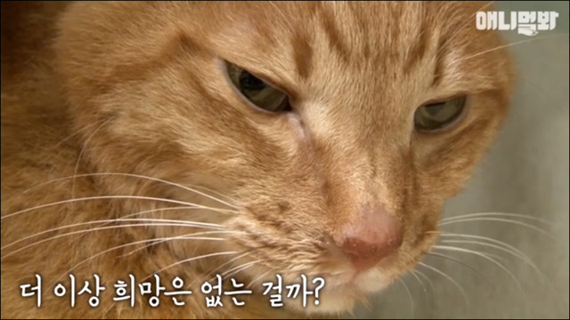 고양이 확대범 배다해 | 인스티즈