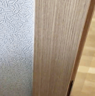 b1a4 진영의 반려묘 블리(feat. 먼치킨) | 인스티즈