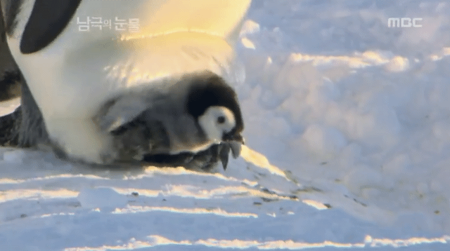 아기 황제펭귄들 | 인스티즈