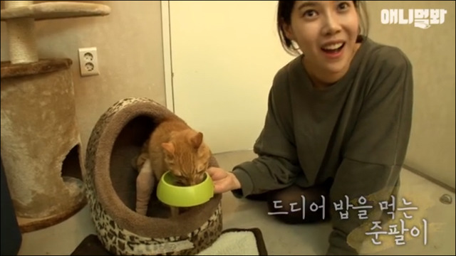 고양이 확대범 배다해 | 인스티즈