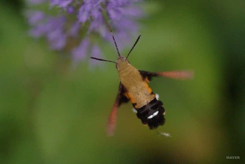 우리나라 사람들이 벌새로 오해하는 곤충 (곤충 사진 주의) | 인스티즈
