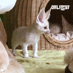 심쿵하게 하는 사막여우 레전드.gif | 인스티즈