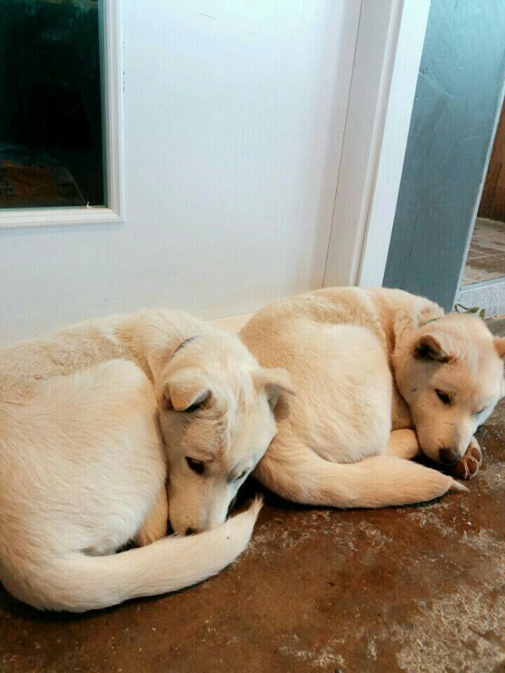 매실이 견주입니다. 정말 마지막 글이 될 것 같습니다. 마지막 관심 부탁드립니다 | 인스티즈
