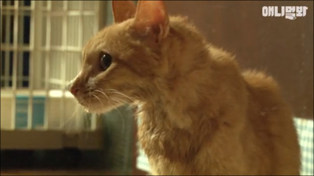 고양이 확대범 배다해 | 인스티즈