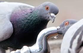 야외 음수대의 물을 못 마시는 이유.jpg | 인스티즈