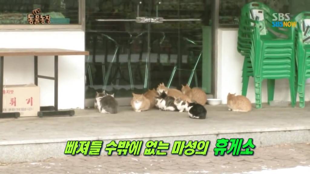 확실한 김첨지의 나라 대한민국.jpg(feat.키우던 반려묘 버리지마세요ㅜㅜㅜ) | 인스티즈