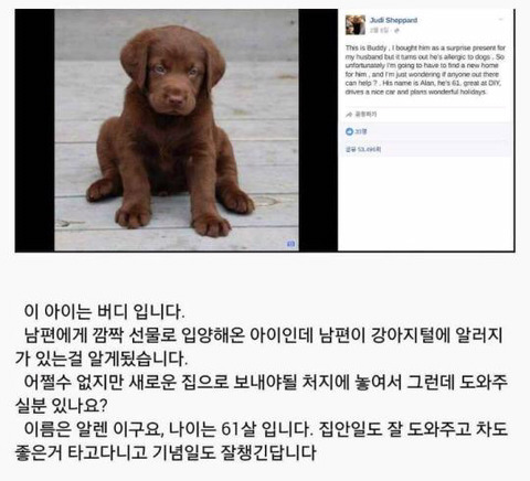 남편이 개털 알레르기가 있네요 입양 보냅니다 | 인스티즈