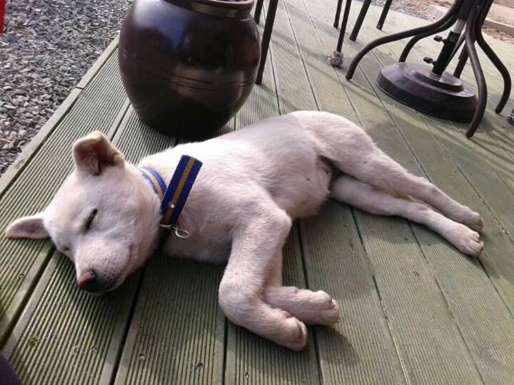 매실이 견주입니다. 정말 마지막 글이 될 것 같습니다. 마지막 관심 부탁드립니다 | 인스티즈