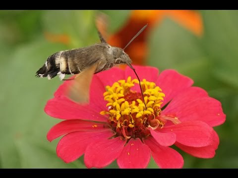 우리나라 사람들이 벌새로 오해하는 곤충 (곤충 사진 주의) | 인스티즈