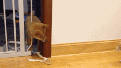 문에 끼인 댕댕이와 그걸 본 냥냥이.gif | 인스티즈