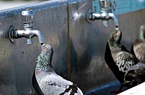 야외 음수대의 물을 못 마시는 이유.jpg | 인스티즈