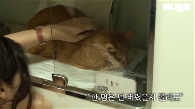 고양이 확대범 배다해 | 인스티즈