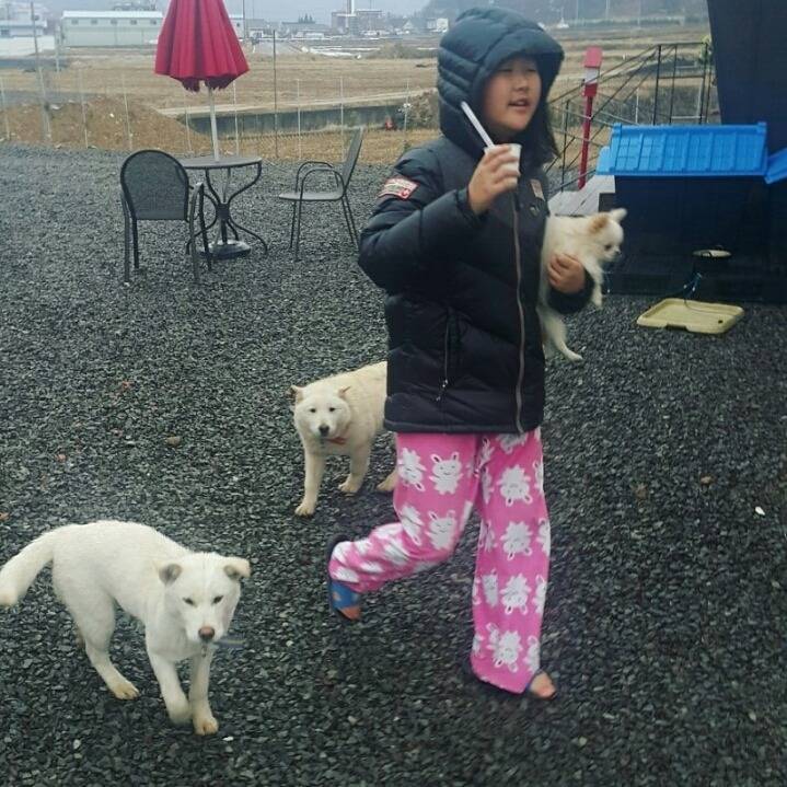 매실이 견주입니다. 정말 마지막 글이 될 것 같습니다. 마지막 관심 부탁드립니다 | 인스티즈